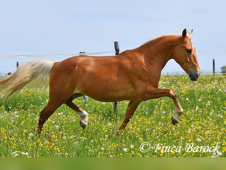 Andalusiër Ruin 6 Jaar 156 cm Palomino in Wiebelsheim