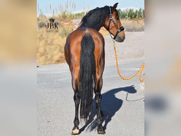 Andalusiër Ruin 6 Jaar 157 cm Bruin in Tabernas Almeria