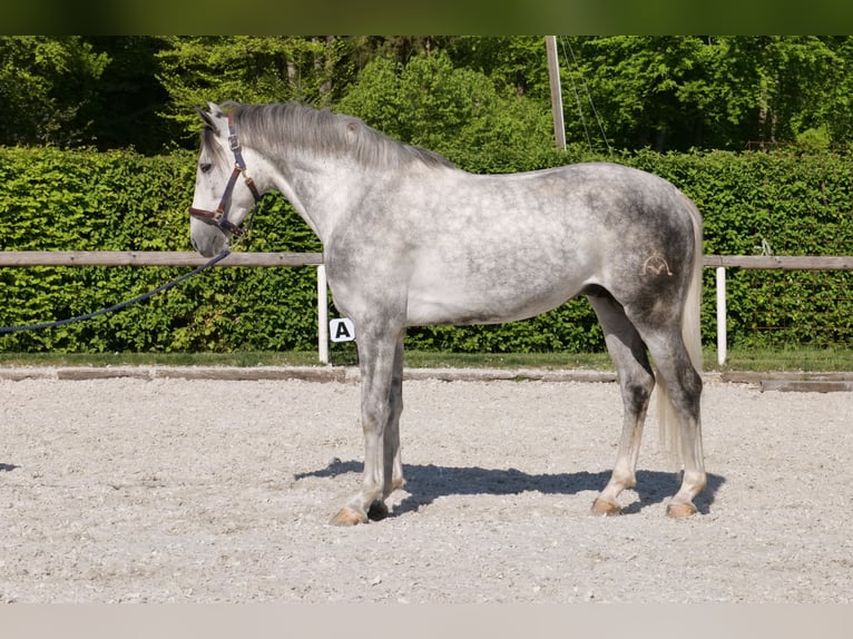 Andalusiër Ruin 6 Jaar 158 cm Appelschimmel in Neustadt (Wied)
