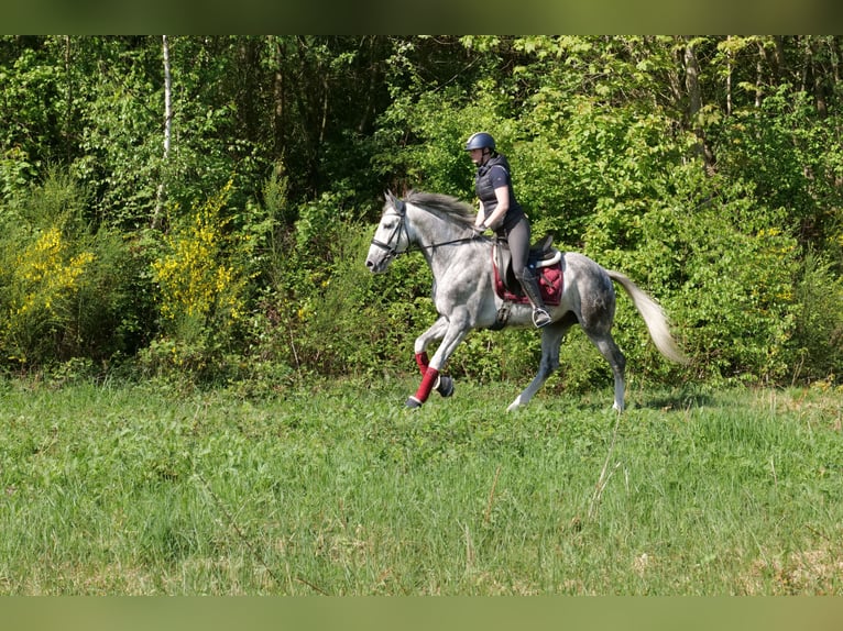 Andalusiër Ruin 6 Jaar 158 cm Appelschimmel in Neustadt (Wied)