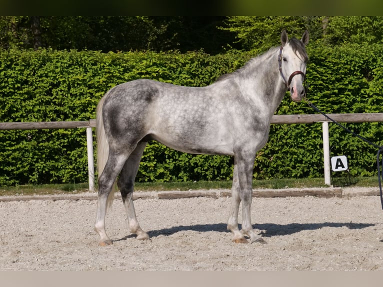 Andalusiër Ruin 6 Jaar 158 cm Appelschimmel in Neustadt (Wied)