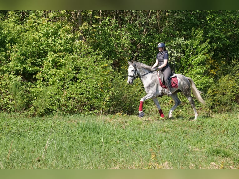 Andalusiër Ruin 6 Jaar 158 cm Appelschimmel in Neustadt (Wied)