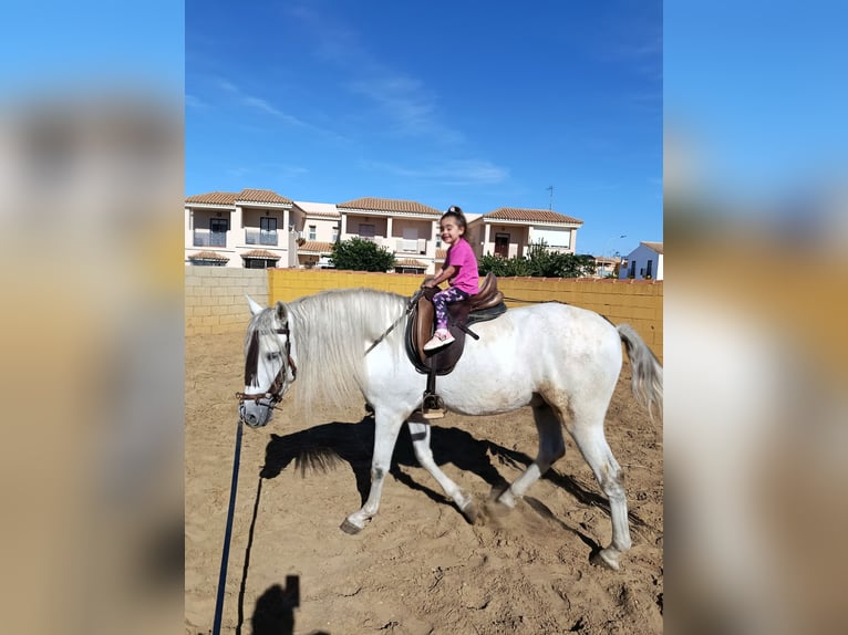 Andalusiër Ruin 6 Jaar 163 cm Schimmel in Pago Del Humo