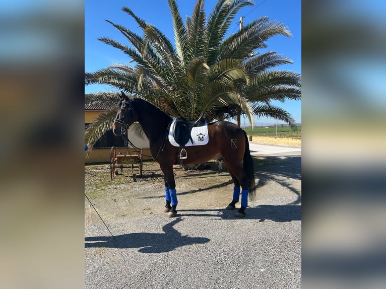Andalusiër Ruin 6 Jaar 164 cm Buckskin in Valderrubio