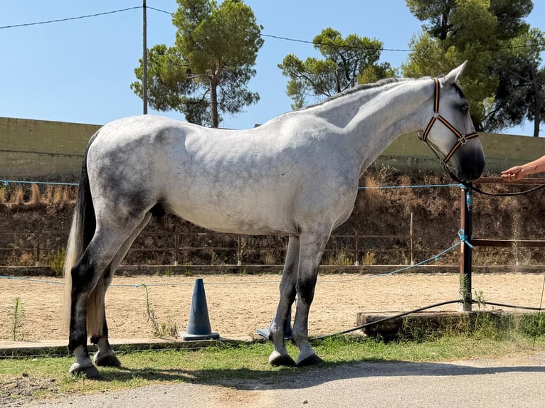 Andalusiër Ruin 6 Jaar 164 cm Schimmel in Terrassa