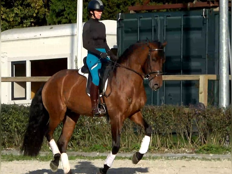 Andalusiër Ruin 6 Jaar 165 cm Bruin in den haag
