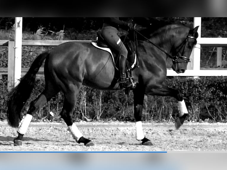 Andalusiër Ruin 6 Jaar 165 cm Bruin in den haag