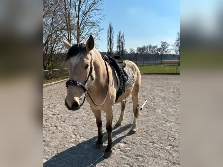 Andalusiër Ruin 6 Jaar 165 cm Buckskin in Hamburg Langenhorn
