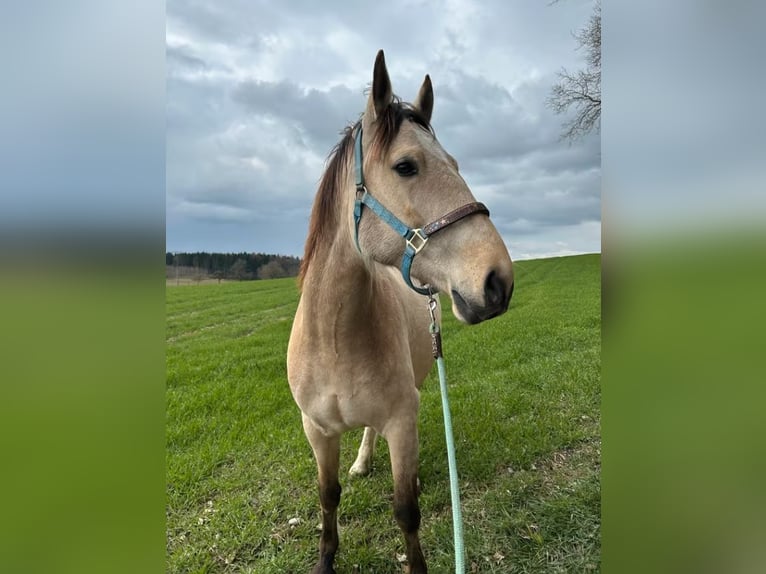 Andalusiër Ruin 6 Jaar 165 cm Buckskin in Hamburg Langenhorn