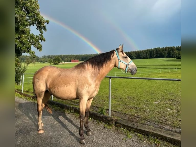 Andalusiër Ruin 6 Jaar 165 cm Buckskin in Hamburg Langenhorn