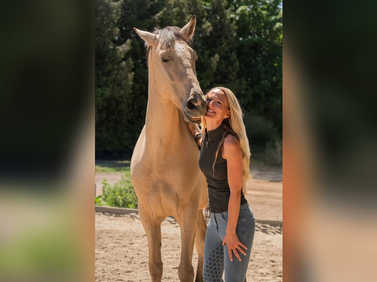 Andalusiër Ruin 6 Jaar 165 cm Buckskin in Grabenstätt