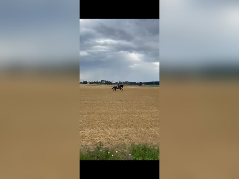 Andalusiër Ruin 6 Jaar 165 cm Donkerbruin in Dalheim