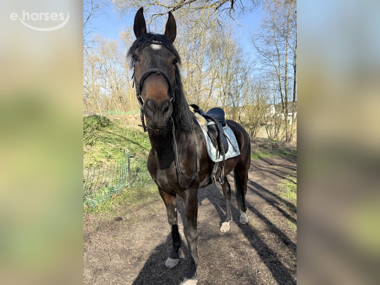 Andalusiër Mix Ruin 6 Jaar 165 cm Donkerbruin in Schweina