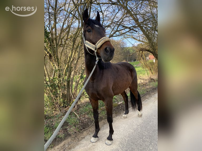 Andalusiër Mix Ruin 6 Jaar 165 cm Donkerbruin in Schweina