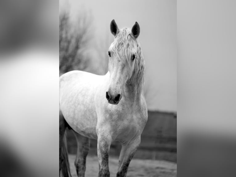 Andalusiër Ruin 6 Jaar 165 cm Wit in Příbram