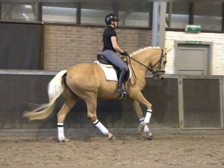 Andalusiër Ruin 6 Jaar 168 cm Palomino in Bad Homburg vor der Höhe