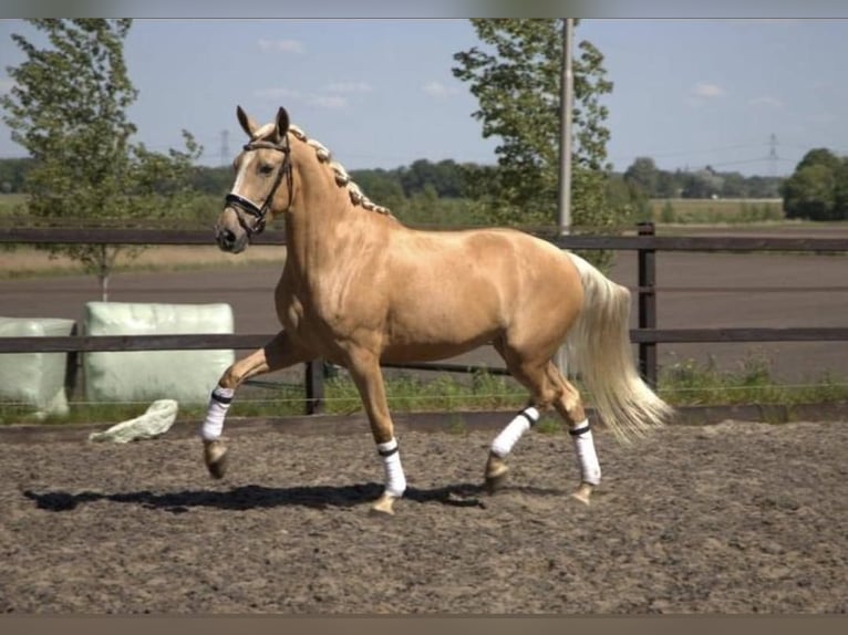 Andalusiër Ruin 6 Jaar 168 cm Palomino in Bad Homburg vor der Höhe