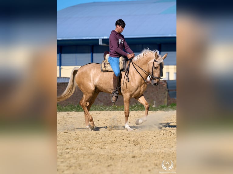 Andalusiër Mix Ruin 6 Jaar  in Navalperal De Pinares