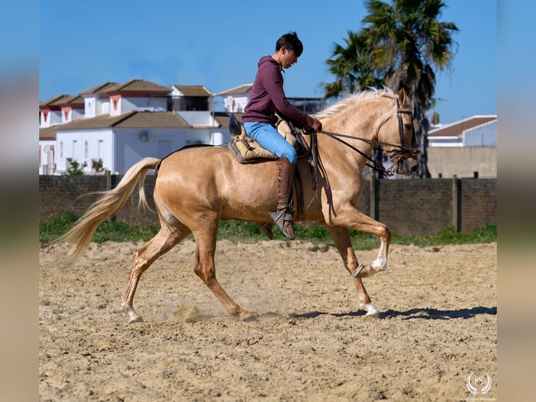 Andalusiër Mix Ruin 6 Jaar  in Navalperal De Pinares