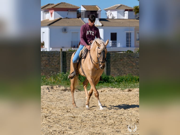 Andalusiër Mix Ruin 6 Jaar  in Navalperal De Pinares