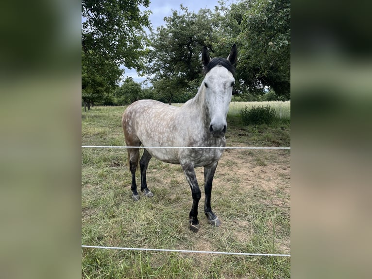 Andalusiër Ruin 7 Jaar 159 cm Appelschimmel in Bad Soden am Taunus