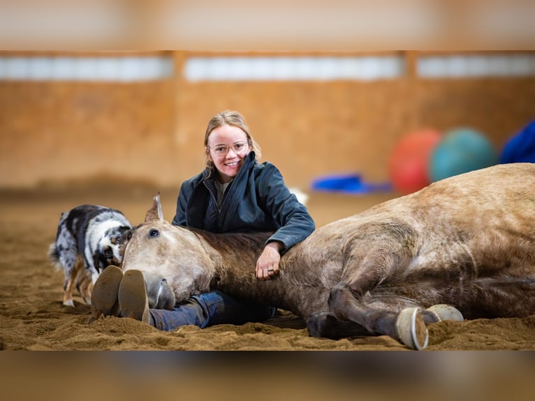 Andalusiër Mix Ruin 7 Jaar 160 cm Buckskin in Fredericksburg, OH