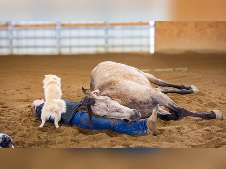 Andalusiër Mix Ruin 7 Jaar 160 cm Buckskin in Fredericksburg, OH