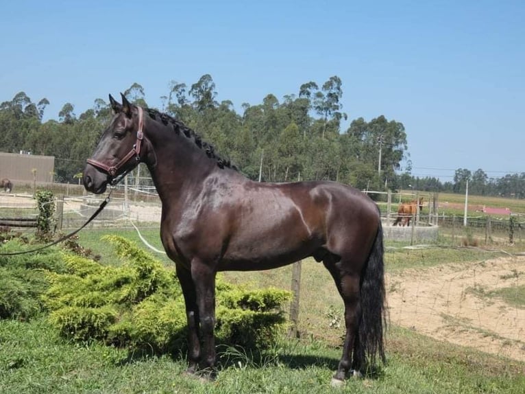 Andalusiër Ruin 7 Jaar 161 cm Zwartbruin in Espinar, De El (Estacion)