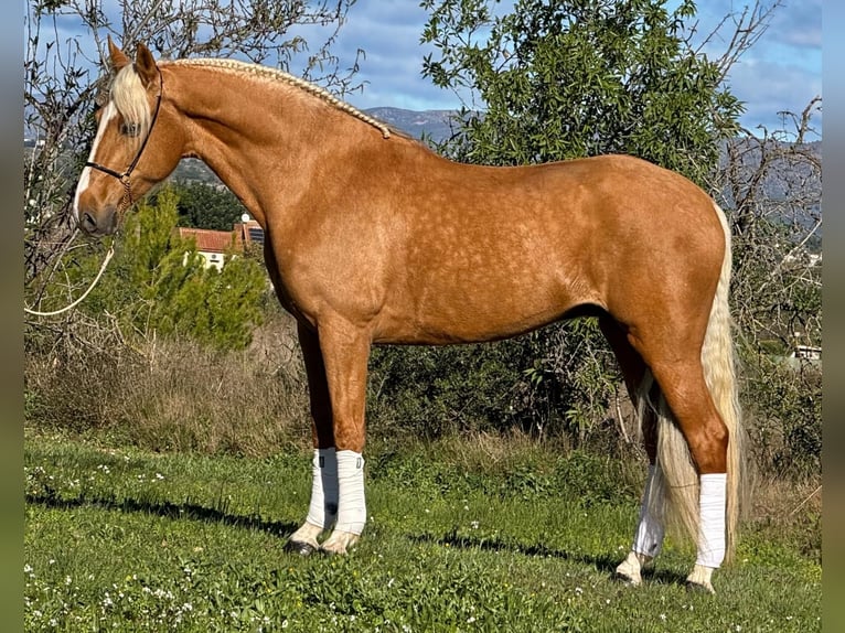 Andalusiër Ruin 7 Jaar 163 cm Palomino in Martfeld