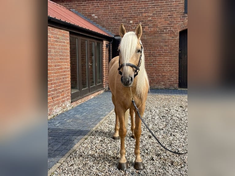 Andalusiër Ruin 7 Jaar 163 cm Palomino in Hamburg Langenhorn