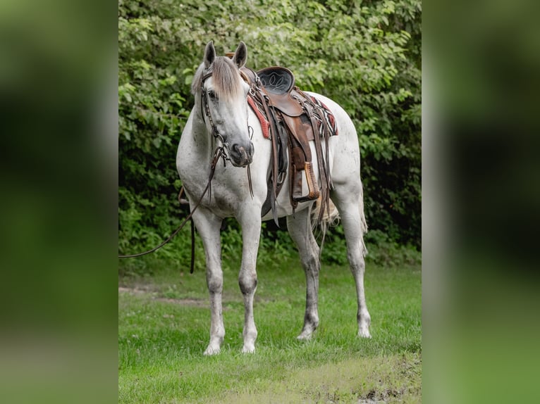 Andalusiër Ruin 7 Jaar 163 cm Schimmel in Oxford