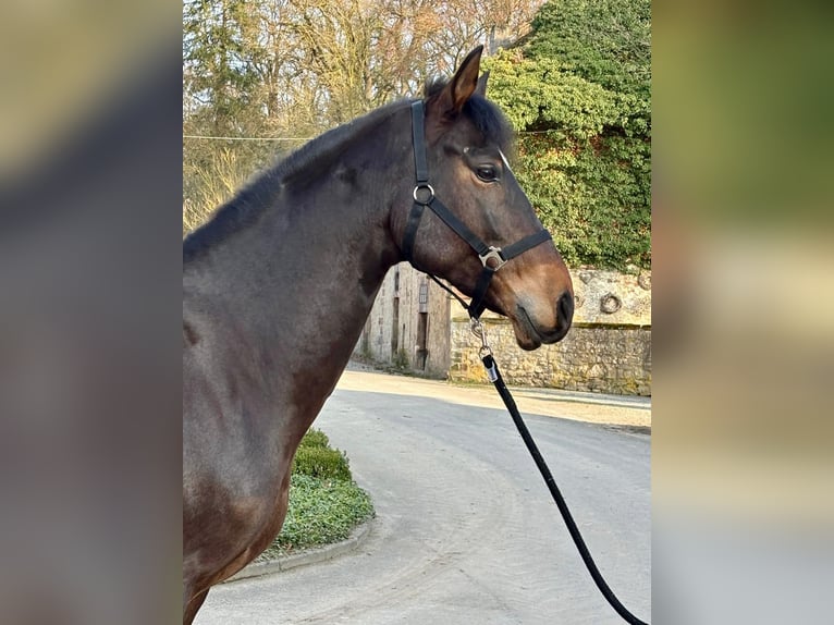 Andalusiër Ruin 7 Jaar 165 cm Bruin in Warburg