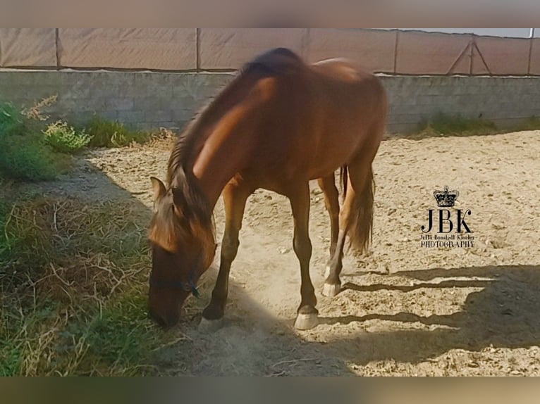 Andalusiër Ruin 7 Jaar 165 cm Donkere-vos in Tabernas Almeria