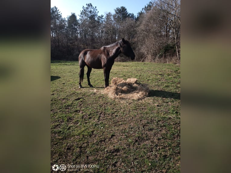 Andalusiër Ruin 7 Jaar 168 cm Zwart in Laviana