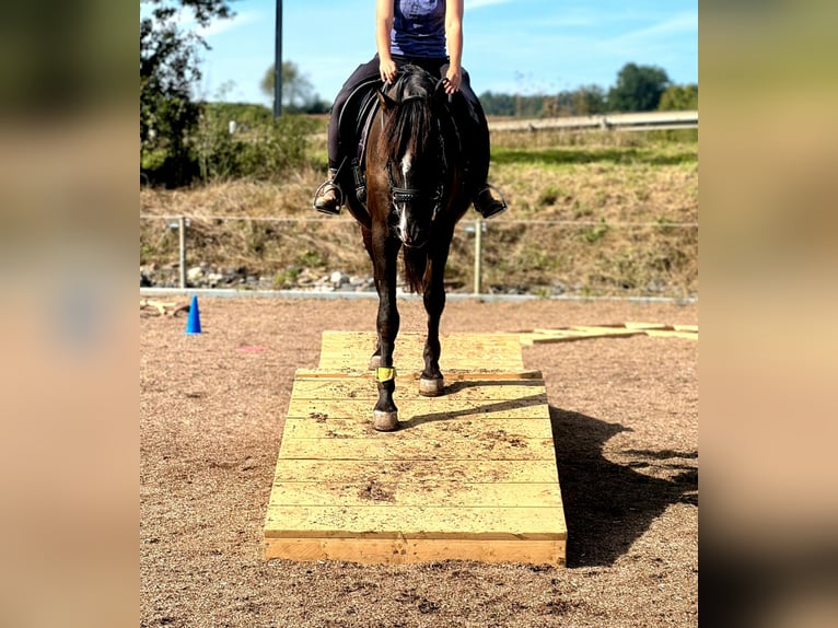 Andalusiër Ruin 8 Jaar 153 cm Zwartbruin in Michelau in Oberfranken