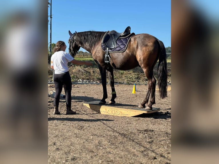 Andalusiër Ruin 8 Jaar 153 cm Zwartbruin in Michelau in Oberfranken