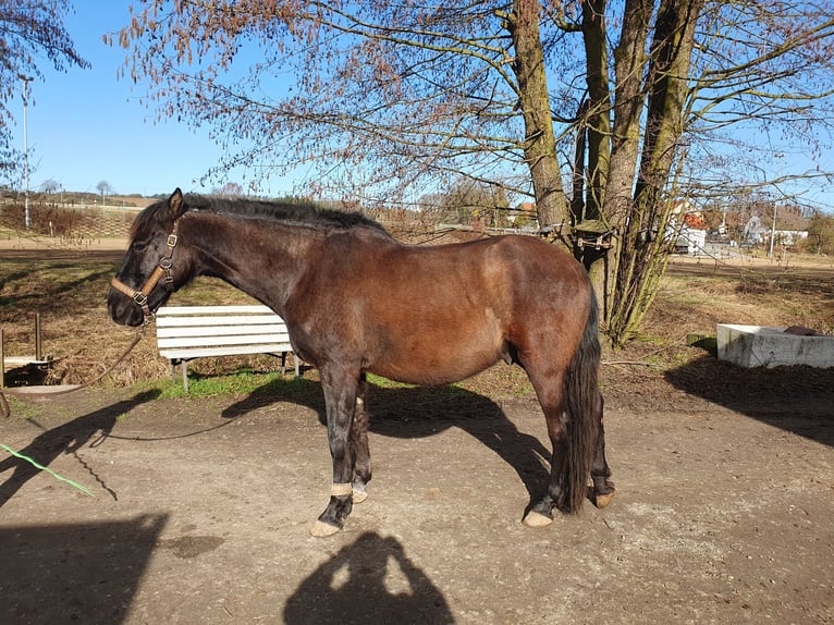 Andalusiër Ruin 8 Jaar 153 cm Zwartbruin in Michelau in Oberfranken