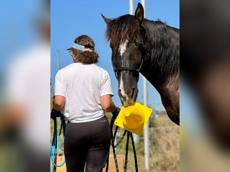 Andalusiër Ruin 8 Jaar 153 cm Zwartbruin in Michelau in Oberfranken