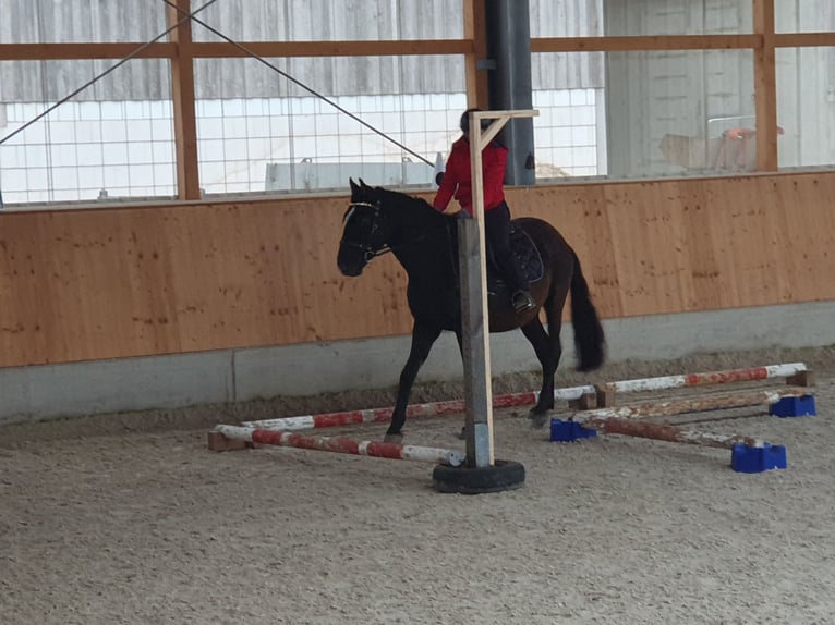 Andalusiër Ruin 8 Jaar 153 cm Zwartbruin in Michelau in Oberfranken
