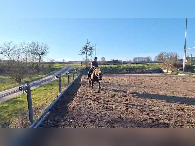 Andalusiër Ruin 8 Jaar 155 cm Zwartbruin in Michelau in Oberfranken