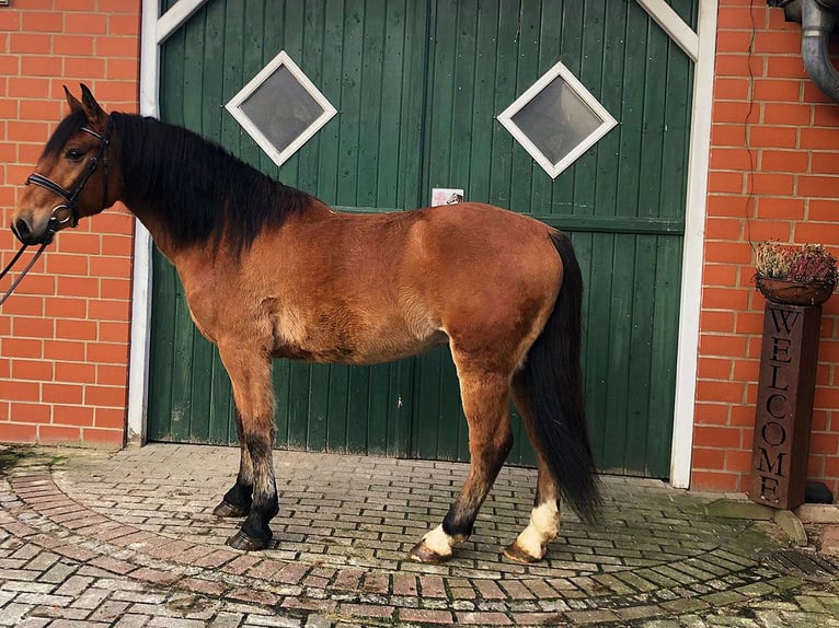 Andalusiër Ruin 8 Jaar 157 cm Bruin in Bötersen