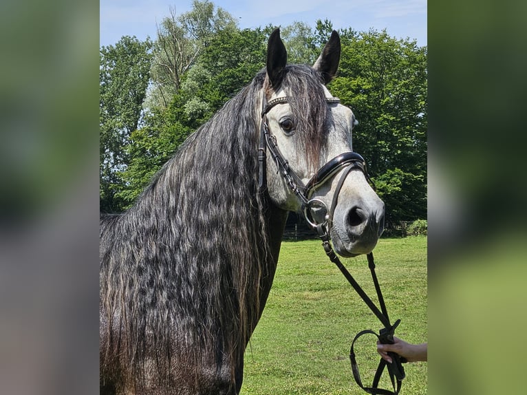 Andalusiër Ruin 8 Jaar 158 cm Zwartschimmel in Nettetal