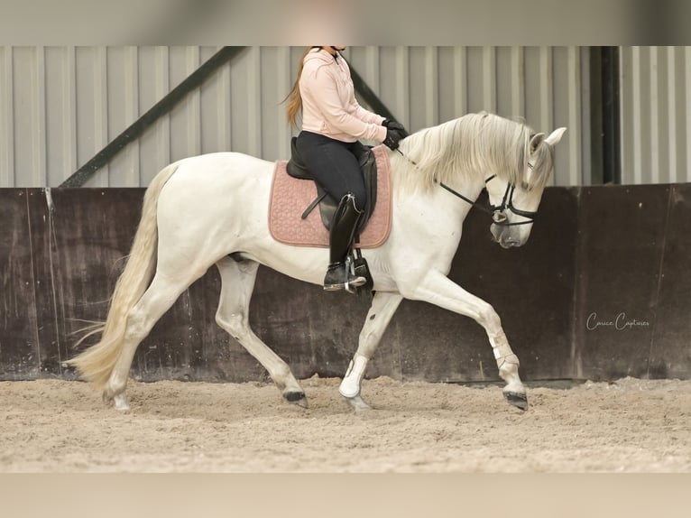 Andalusiër Ruin 8 Jaar 159 cm Schimmel in Roelofarendsveen