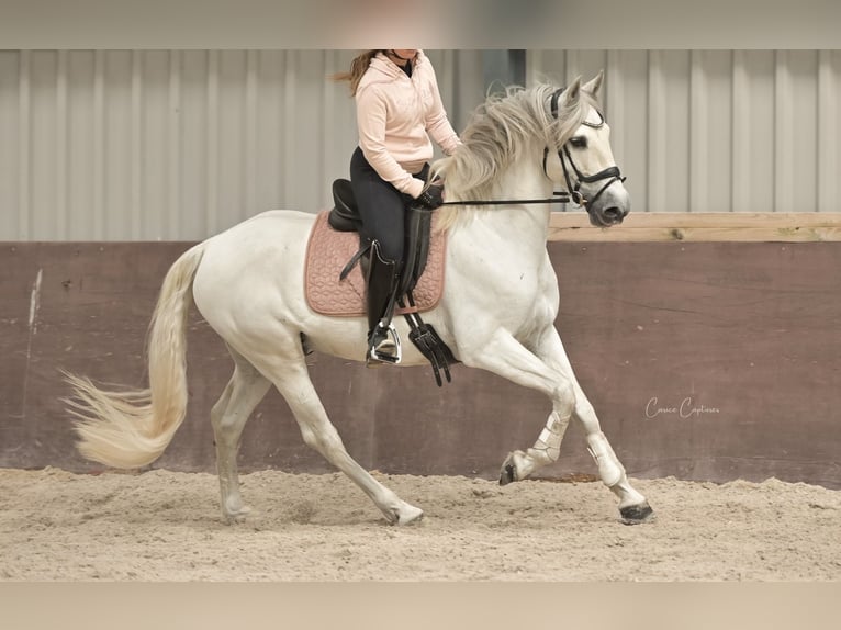 Andalusiër Ruin 8 Jaar 159 cm Schimmel in Roelofarendsveen