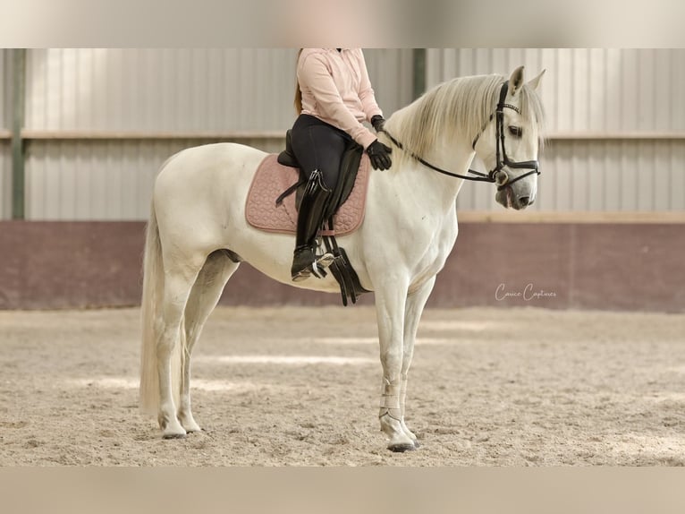 Andalusiër Ruin 8 Jaar 159 cm Schimmel in Roelofarendsveen