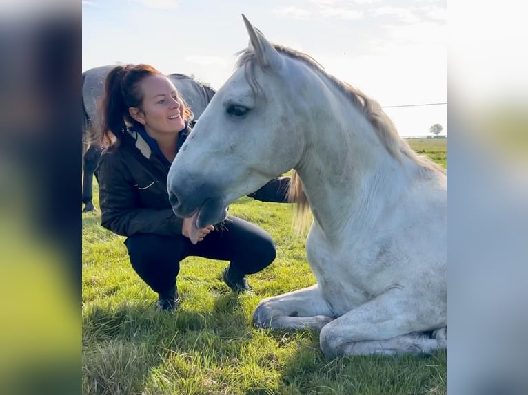 Andalusiër Ruin 8 Jaar 159 cm Schimmel in Roelofarendsveen