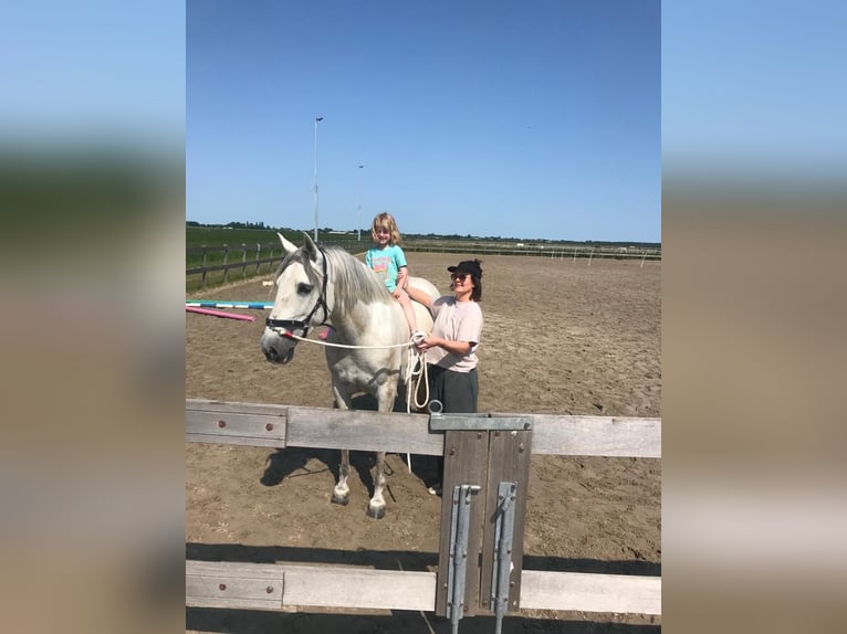 Andalusiër Ruin 8 Jaar 159 cm Schimmel in Roelofarendsveen