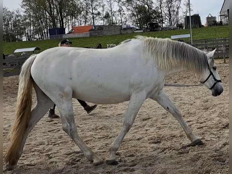 Andalusiër Ruin 8 Jaar 159 cm Schimmel in Roelofarendsveen