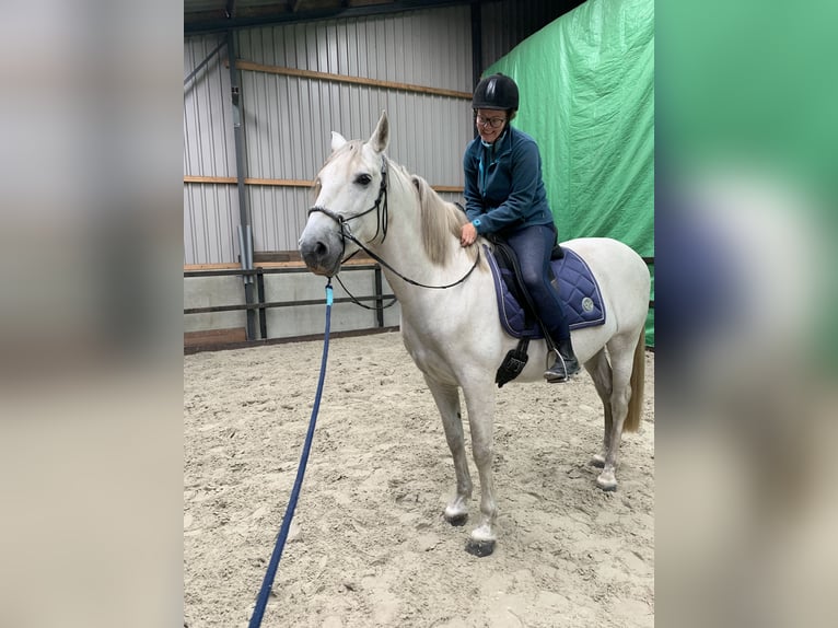 Andalusiër Ruin 8 Jaar 159 cm Schimmel in Roelofarendsveen