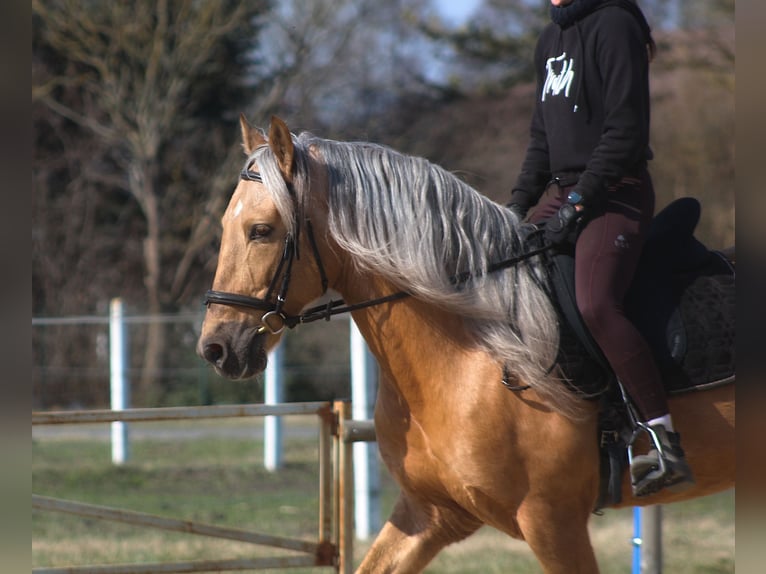 Andalusiër Mix Ruin 8 Jaar 162 cm Palomino in Santok